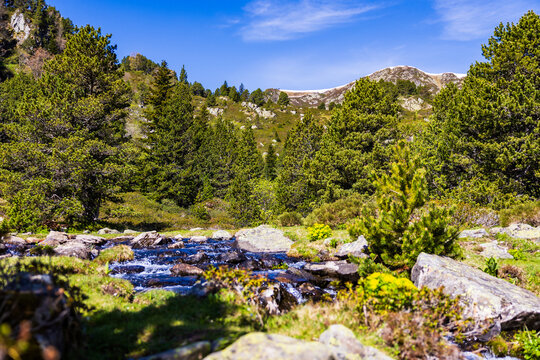 Artounant stream flowing between the fir trees in the Restanque forest
