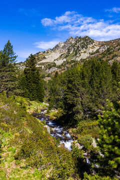 Artounant stream flowing between the fir trees in the Restanque forest