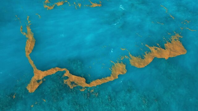 Sargassum seaweed in the turquoise Atlantic Ocean. Top view