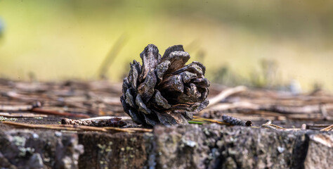 A single, weathered pine cone resting on a tree stump with a soft bokeh background.