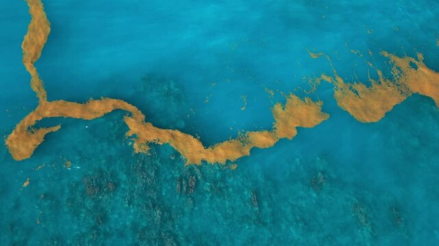 Sargassum seaweed in the turquoise Atlantic Ocean. Top view