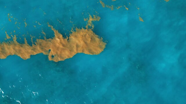 Sargassum seaweed in the turquoise Atlantic Ocean. Top view
