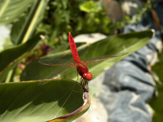 Libellula