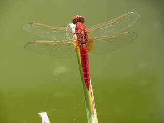 Libellula