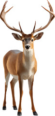 Fototapeta premium deer 3d