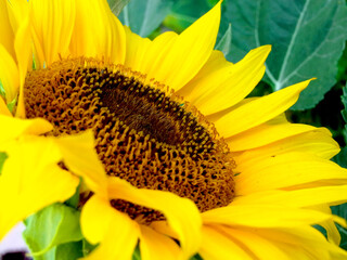 Natura