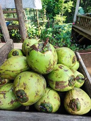 A pile of fresh green coconuts stacked in a wooden crate, placed outdoors in a lush tropical garden with wooden structures and greenery in the background.