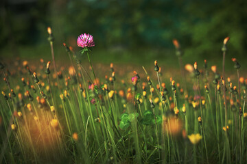 field of flowers meadow in italy dolomites clover on green grass background postcard