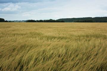 wheat field and blue sky