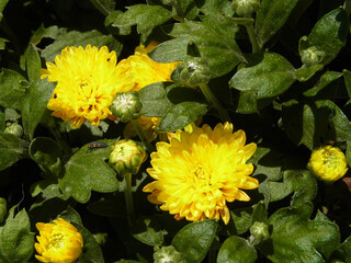 Natura