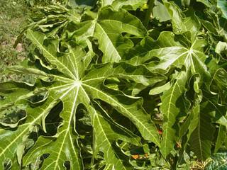 Natura