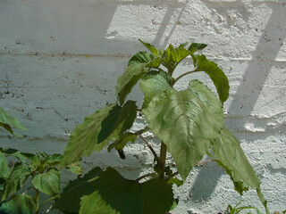 Natura
