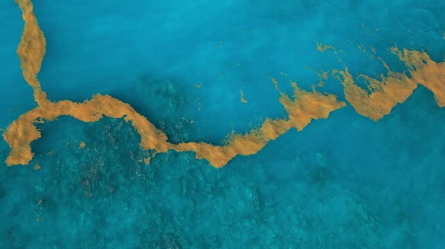 Sargassum seaweed in the turquoise Atlantic Ocean. Top view