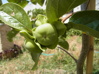 Natura