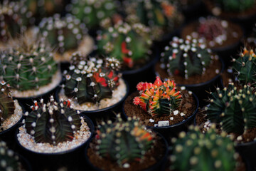 Gymnocalycium mihanovichii cactus in cactus farm house, Scientific name: Gymnocalycium mihanovichii