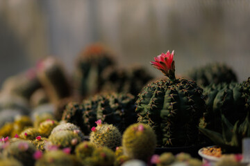 Beautiful cactus flower ,close up red cactus flower , Red flower of a gymnocalycium baldianum cactus in small pot on natural background