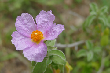 Natura