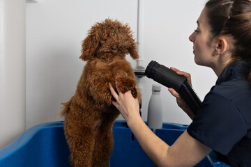 Professional groomer blow-drying wet poodle after bathing in salon setting