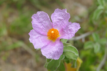 Natura