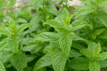 Natura