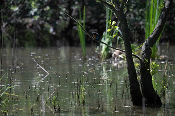 Bird perched on a branch near still water surrounded by lush vegetation in a tranquil natural setting