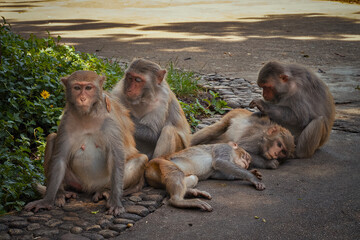 Naklejka premium A group of monkeys is currently laying comfortably on the ground