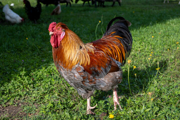 Colorful rooster standing on the green grass and looking at camera