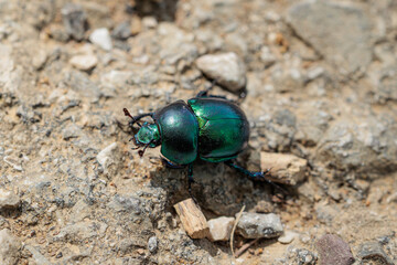 vista ultra macro di un insetto tipo scarabeo dal guscio color azzurro e verde smeraldo che si muove su una superficie fatta di cemento