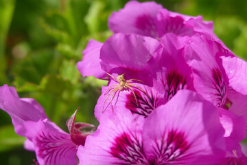 Natura