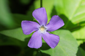 vista ultra macro di un fiore di color viola di pervinca minore, su sfondo verde e sfuocato, di...