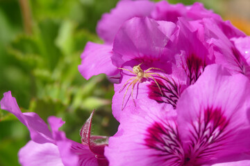 Natura