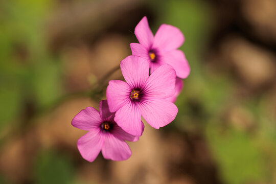 vista macro di alcuni esemplari color rosa di Oxalis articulata, di giorno, in primavera, in un ambiente naturale