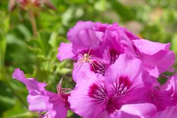 Natura