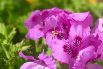 Natura