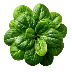 Fresh green lamb s lettuce isolated on transparent background