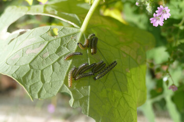 Natura