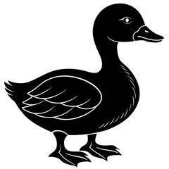 duck isolated on white