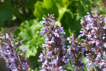 Natura