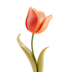 Single peach tulip isolated on transparent background