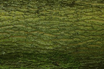 tree bark texture background photo