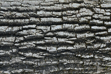 tree bark texture background photo
