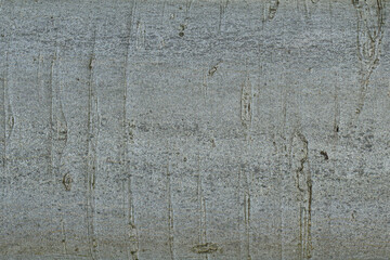tree bark texture background photo