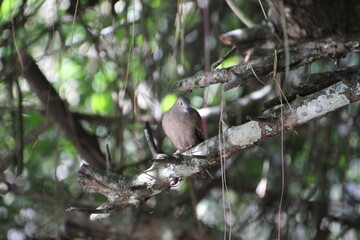 ave - rolinha roxa - Columbina talpacoti