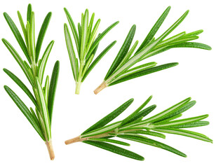 Fresh rosemary leaves for culinary use.