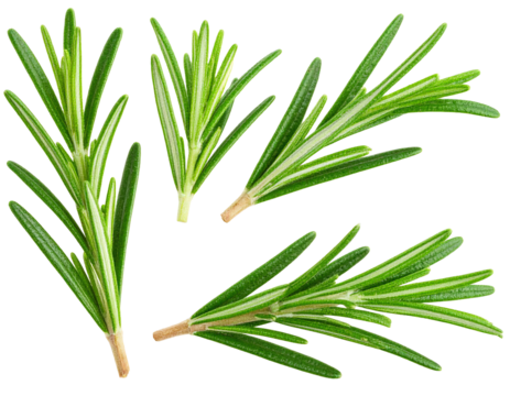 Fresh rosemary leaves for culinary use.
