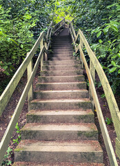 wooden steps in the forest