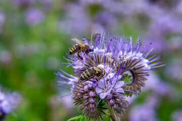 bees collecting nectar from blooming purple tansy (Phacelia). Macro photo of pollinators on a...