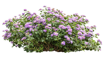 Lush bush with clusters of small purple and white flowers isolated on transparent background