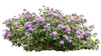 Lush bush with clusters of small purple and white flowers isolated on transparent background