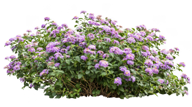 Lush bush with clusters of small purple and white flowers isolated on transparent background